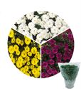 Afbeelding van Bolchrysant Triomix P19 gehoest Skyfall 2 Yellow Purple White